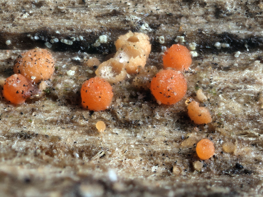 geschossene und geöffnete Fruchtkörper von Nectria pseudopeziza