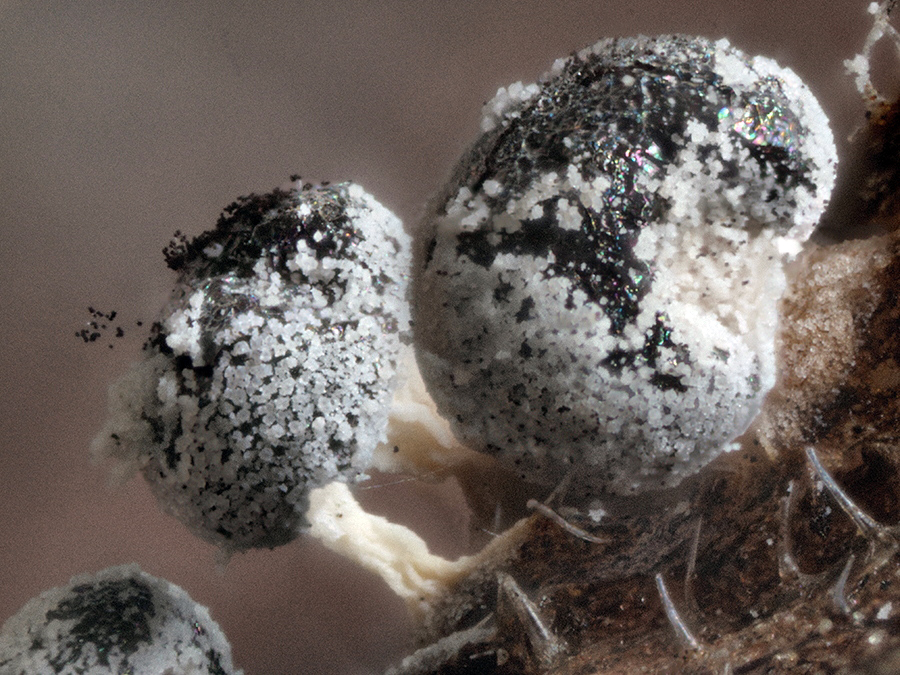 reife Fruchtkörper (Sporocarpium) mit rausfliegenden Sporen