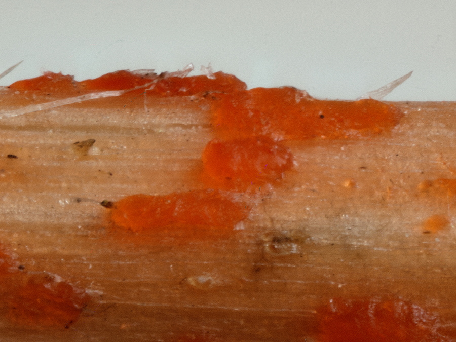 daneben auf dem Brennesselstiel das Orangefarbige Brennesselbecherchen (Calloria neglecta)
