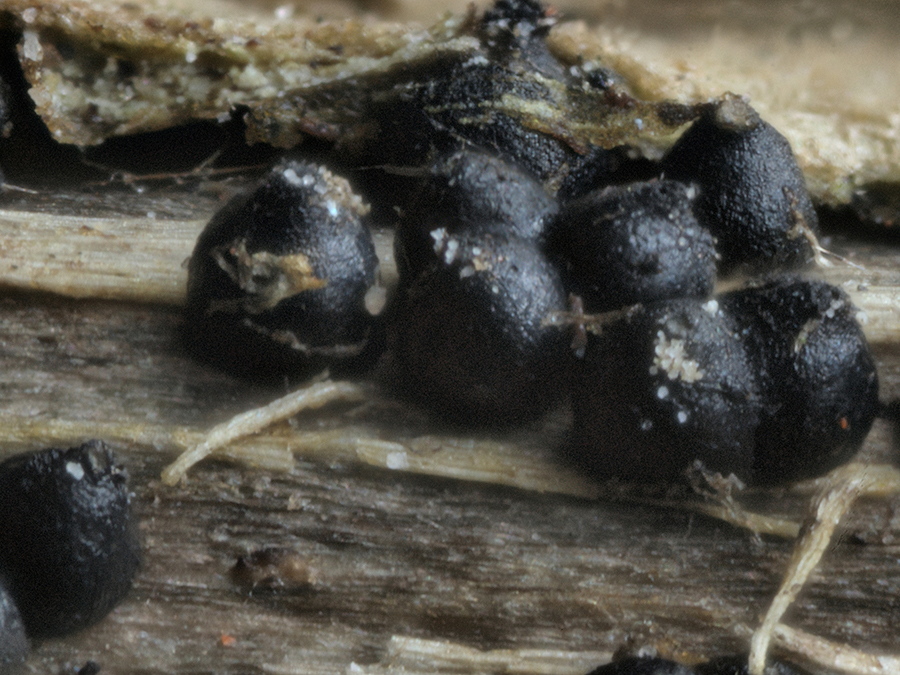 der Zugespitzte Kugelpilz (Leptosphaeria acuta) auf einem Brennesstiel