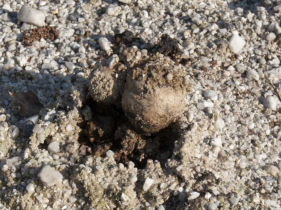 Der Erbsenstreuling (Pisolithus arhizus) hat sich gerade durch den Sand geschoben