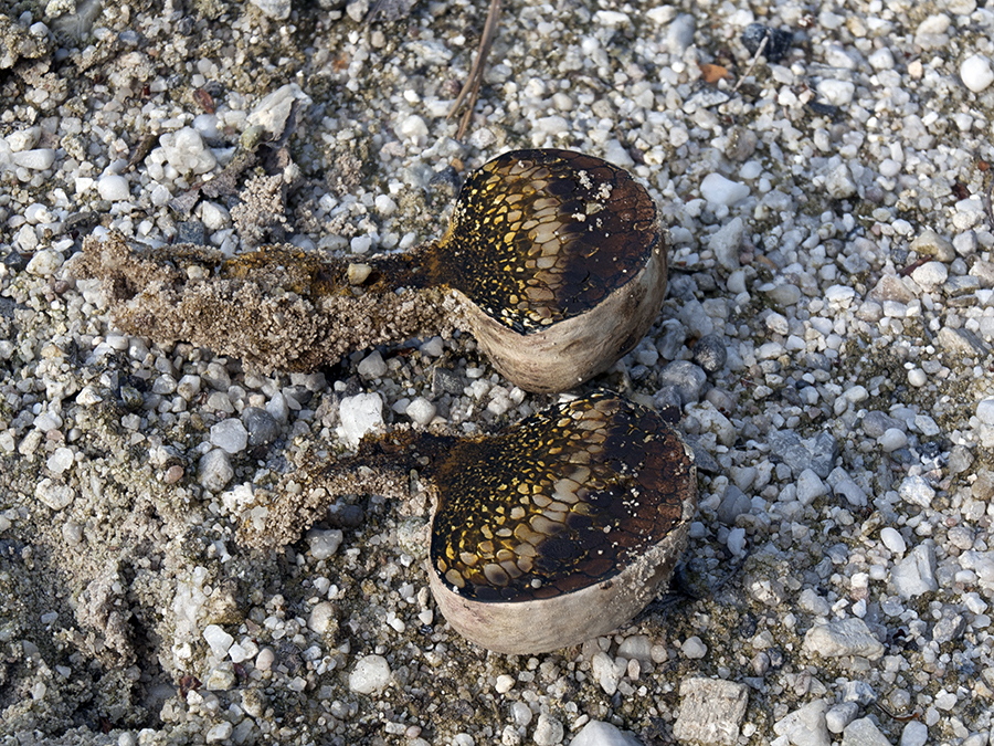 Erbsenstreuling (Pisolithus arhizus) im Querschnitt