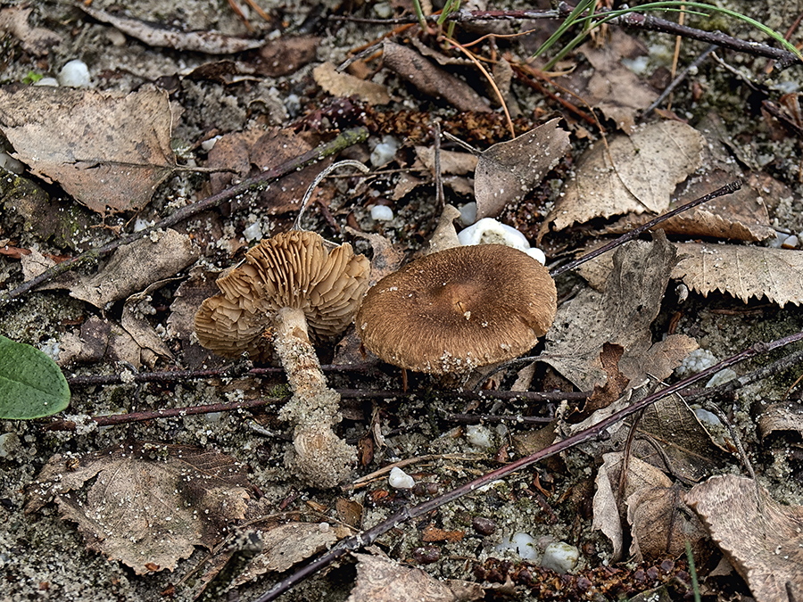 Weißknolliger Rißpilz (Inocybe umbrina)