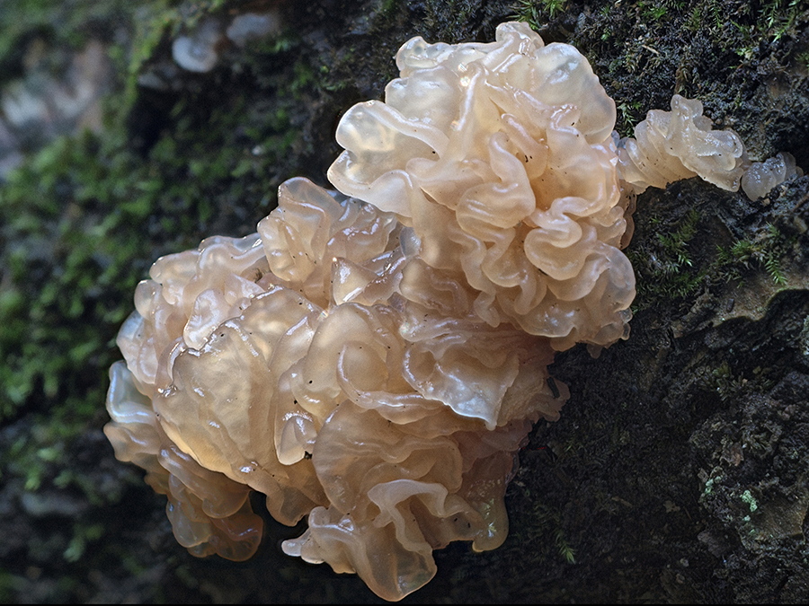 Kirschbaum-Drüsling (Craterocolla cerasi)