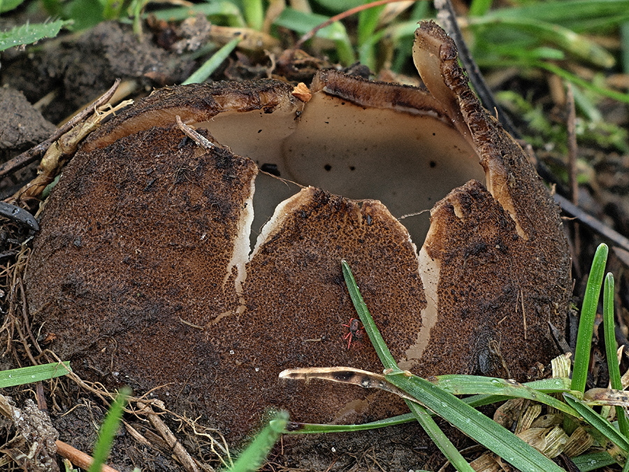 Fruchtkörper mit ersten Rissen