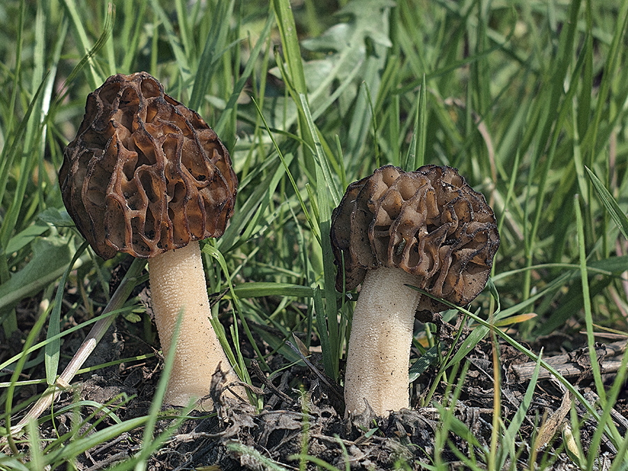 Spitzmorchel (Morchella conica)